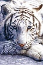 NAT35689 White Tiger