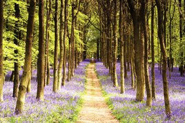 PIN60042 - Woodland Path 24 x 36