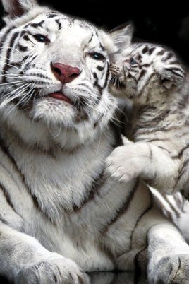 NAT90041 - Tiger Kiss 24x36