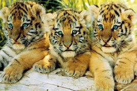 NAT90037 - Tiger Cubs 24x36