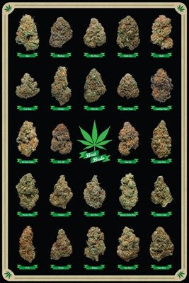 POT10270 Best Buds