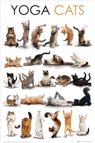 Yoga Cats (24x36) - HMR50041