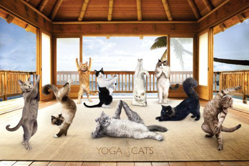 Yoga Cats Hut (24x36) - HMR50042