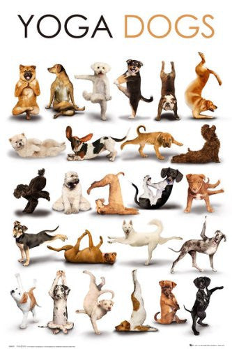 Yoga Dogs (24x36) - HMR50015