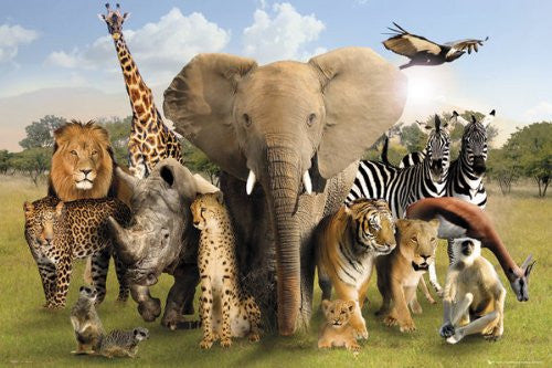 NAT90008 Wild World Animals 24X36