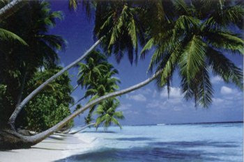 Palm Trees Leaning (24x36) - NAT36108
