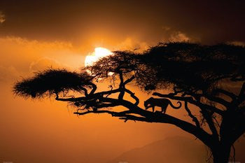 African Sky (24x36) - NAT36612