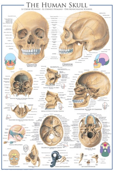 The Skull - 24X36 Inch Poster