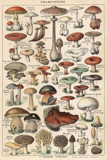 Collage Of Mushrooms