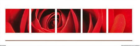 FAR50001" Red Rose - Burgeoning" (12 X 36)
