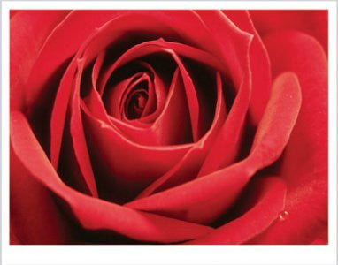 FAR60012" Red Rose - Full Bloom" (11 X 14)
