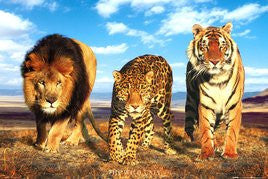 NAT90044 - Wild Cats (Lion Tiger Cheetah)