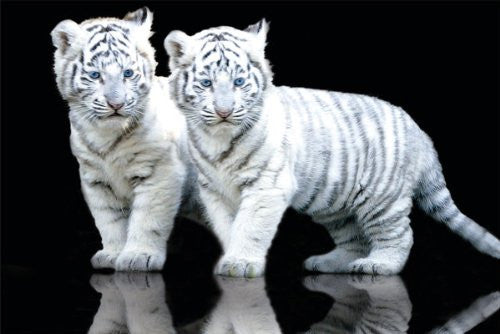 NAT90006 White Tiger Cubs 24X36