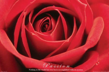Passion (Red Rose) (24x36) - ISP90001