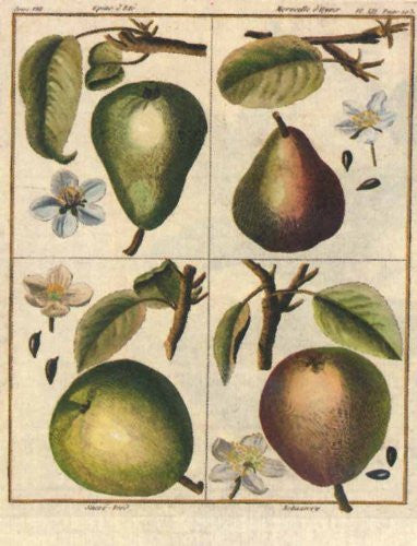 FAR33111 Serie Frutta - 'Fruit - Pears' (12 X 15)