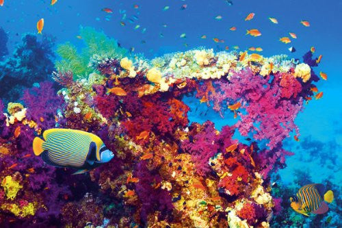 NAT90045 - Tropical Underwater 24x36