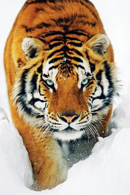 NAT90043 - Tiger in Snow 24x36