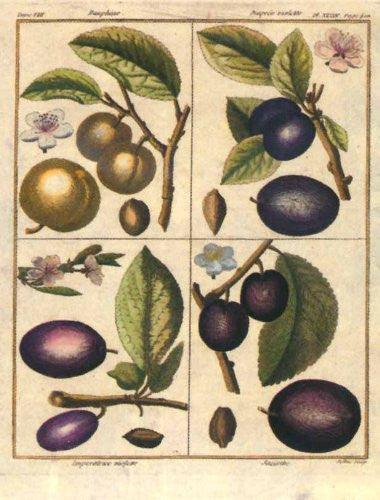 FAR33112 Serie Frutta - 'Fruit - Plums' (12 X 15)