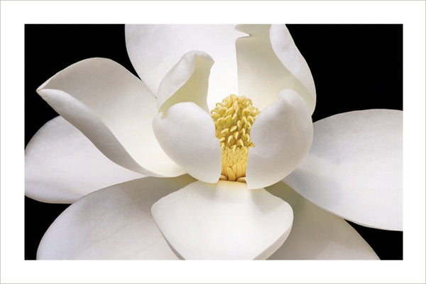 Magnolia