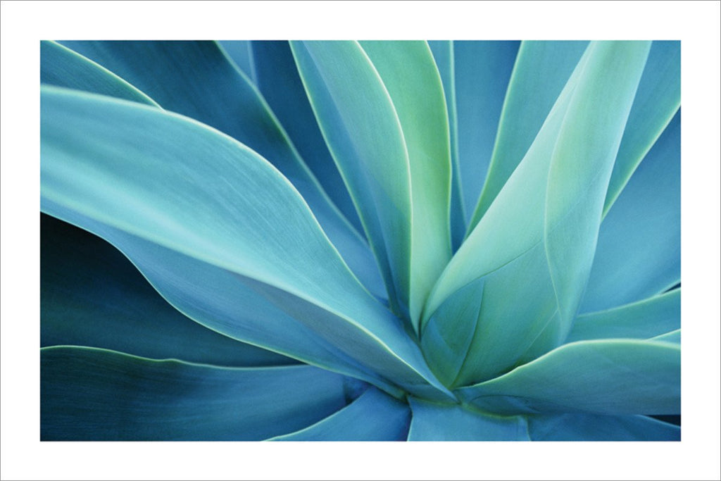 Agave Cactus