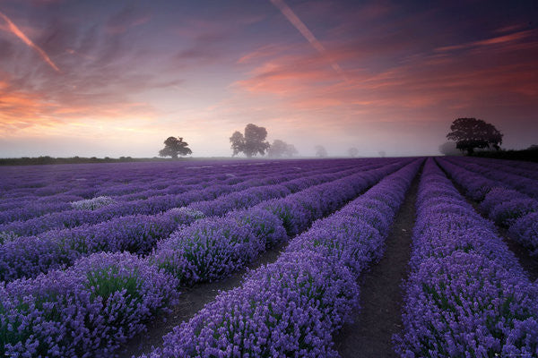 Lavender Field (24x36) - NAT00547
