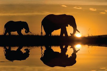 African Elephant Silhouette - NAT36613