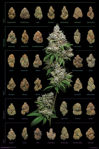Dank Nugs