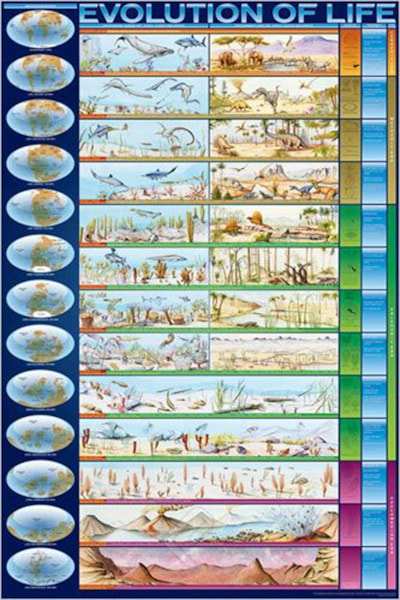 The Evolution of Life - 24X36 Inch Poster