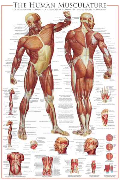 The Muscular System - 24X36 Inch Poster