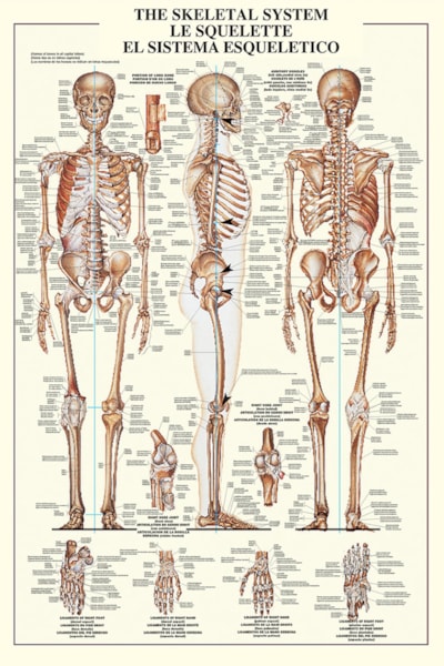 The Skeletal System - 24X36 Inch Poster